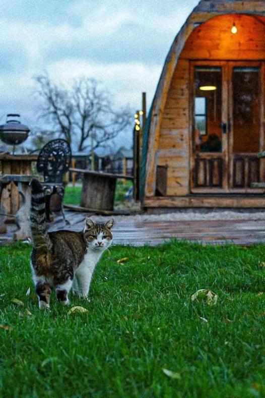 Skipbridge Farm Glamping York Dış mekan fotoğraf