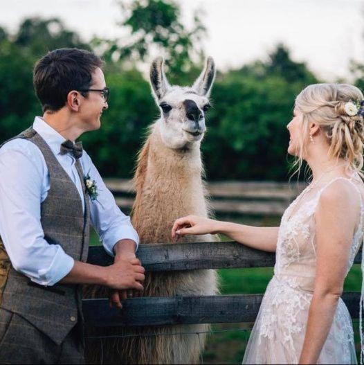 Skipbridge Farm Glamping York Dış mekan fotoğraf